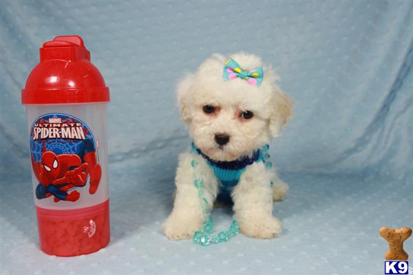 lvpuppyheaven Picture 2